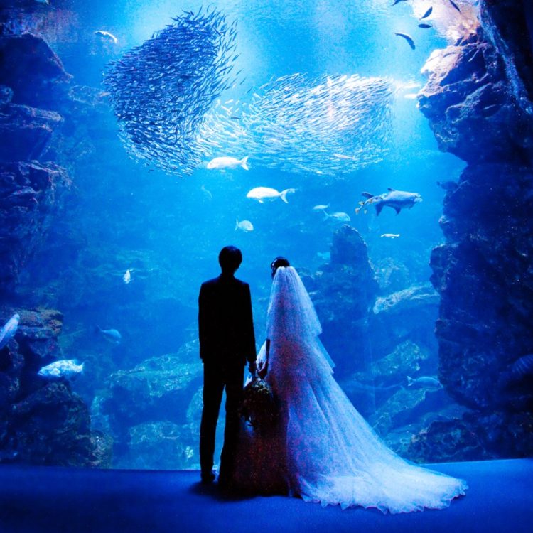 ［挙式プラン］京都水族館 ～Night Aquarium Wedding～　販売開始